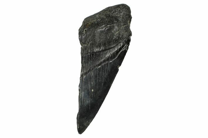 Partial Fossil Megalodon Tooth - South Carolina #374254
